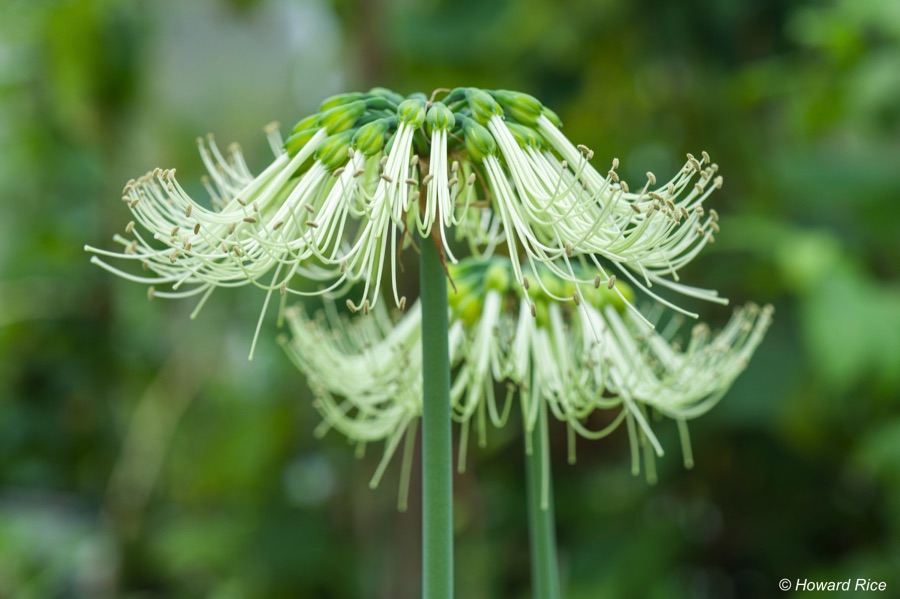 Weird and wonderful plant photograph